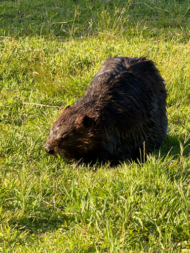 animal observation 15