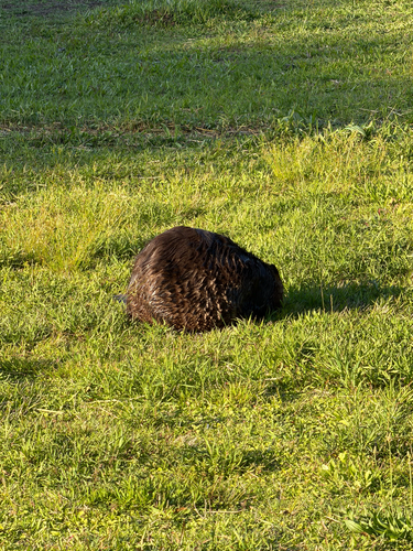 animal observation 11