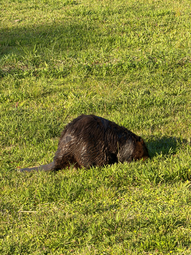 animal observation 9