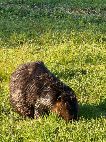 animal observation 14