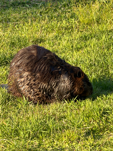 animal observation 13