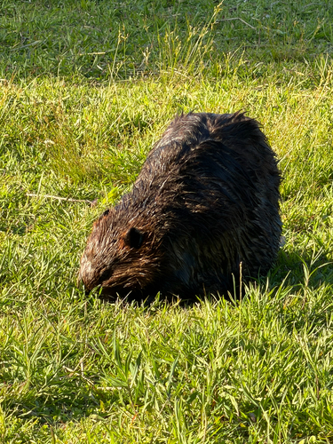 animal observation 16