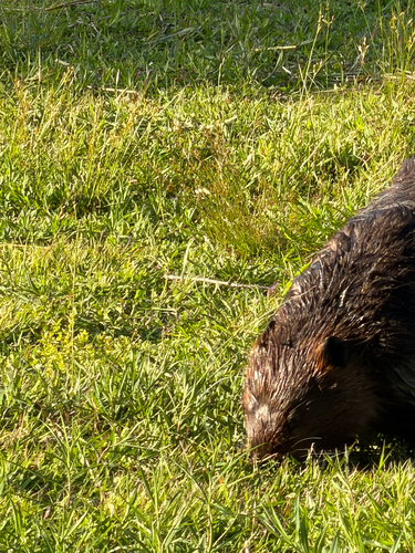 animal observation 19