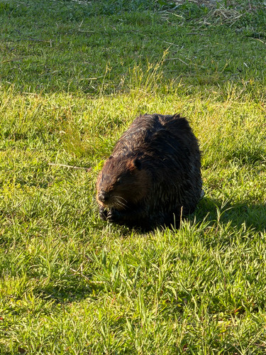 animal observation 18