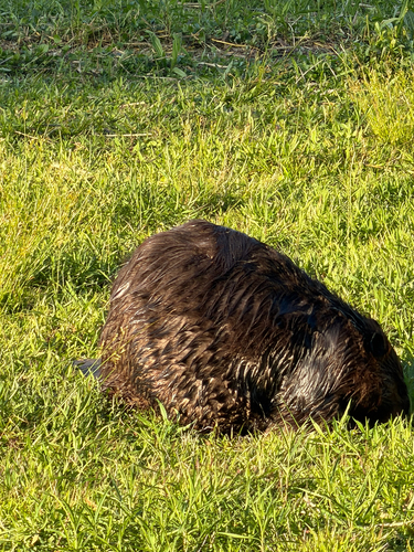 animal observation 12