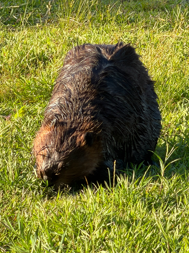 animal observation 20