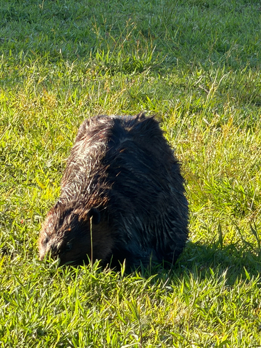 animal observation 21