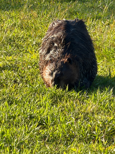 animal observation 22