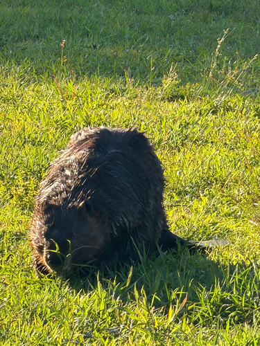 animal observation 23