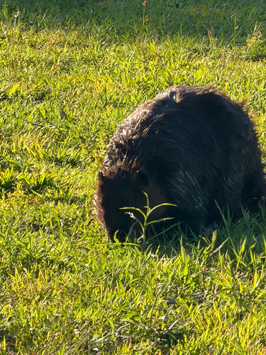 animal observation 24