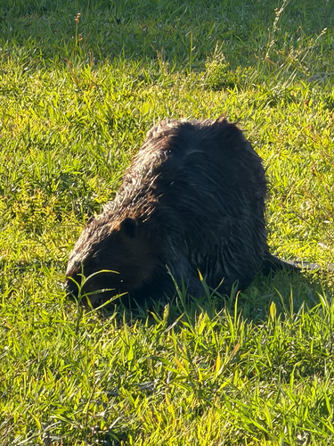 animal observation 25
