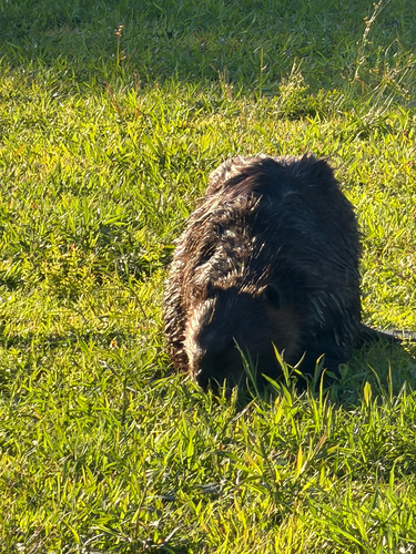 animal observation 26