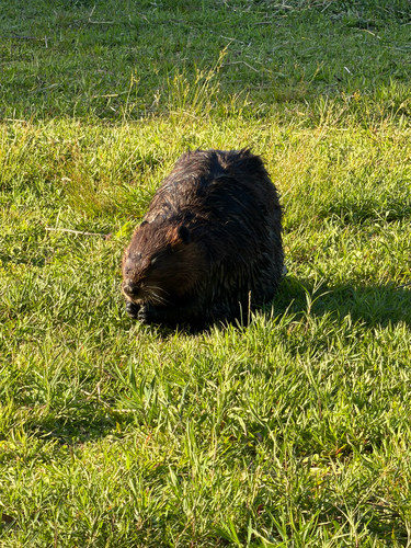 animal observation 17