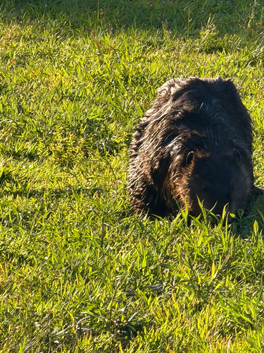 animal observation 27