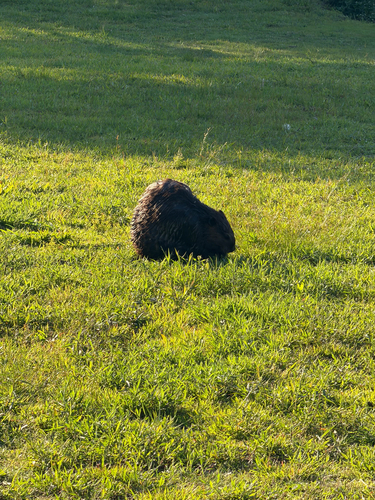 animal observation 29
