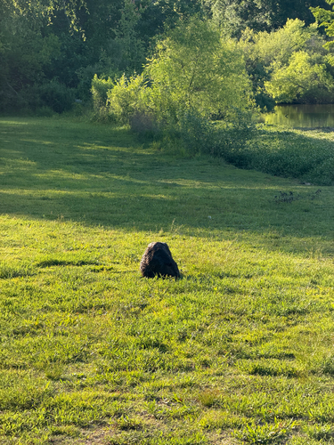 animal observation 31