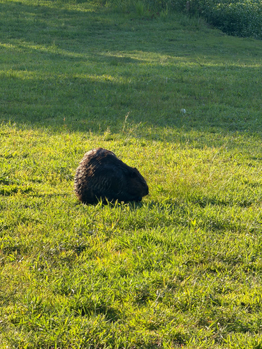 animal observation 30