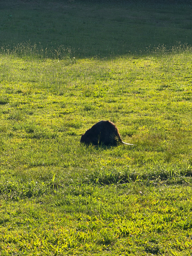 animal observation 32