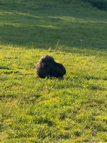 animal observation 28