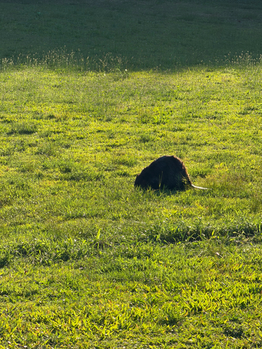 animal observation 33