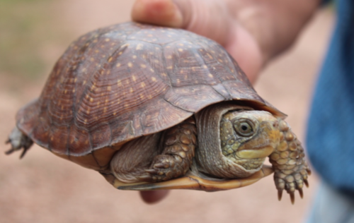 Northern Spotted Box Turtle (Subspecies Terrapene nelsoni klauberi ...