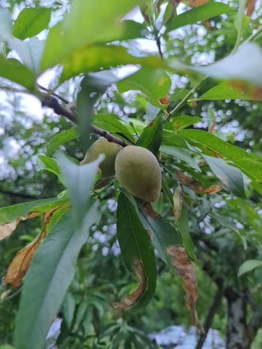Peach
