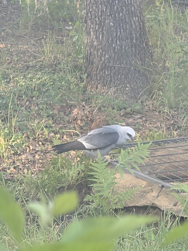 Mississippi Kite observed by talye