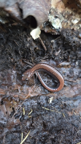 Eastern Red-backed Salamander observed by okaynacha