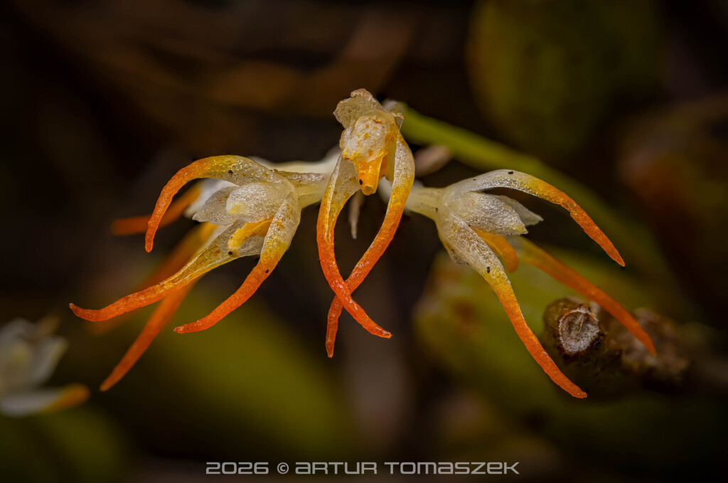 Cầu diệp củ hẹp (Bulbophyllum stenobulbon)