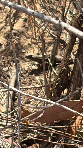 Western Fence Lizard observed by jahan_garg