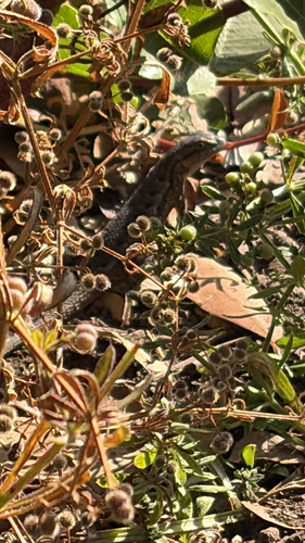 Western Fence Lizard observed by jahan_garg