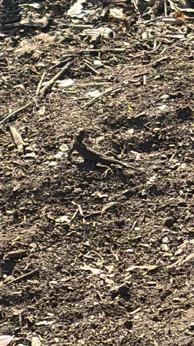 Western Fence Lizard observed by jahan_garg