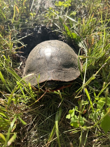 Painted Turtle observed by jaymalyssa