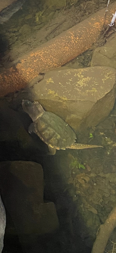 Common Snapping Turtle observed by spartina