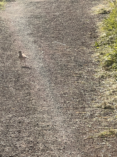 Killdeer observed by elenaconser