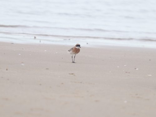 Tibetan Sand-Plover