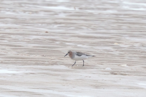 Red-necked Stint
