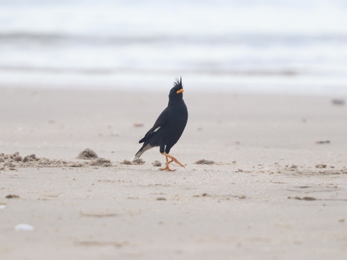 Great Myna