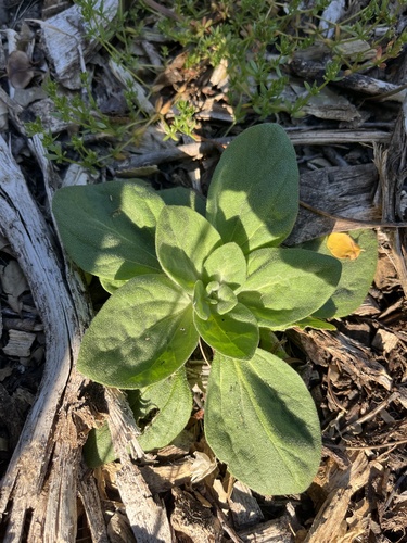 iNaturalist observation photo of turkey mullein