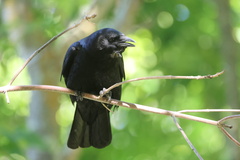 American Crow