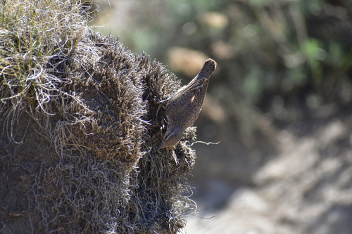Rock Wren
