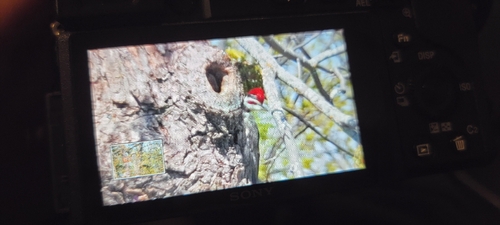 Pileated Woodpecker observed by sardar_1