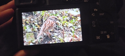 Song Sparrow observed by sardar_1