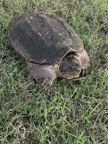 Common Snapping Turtle observed by nanadeb