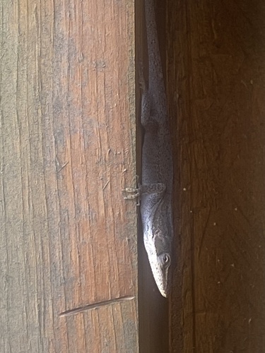 Green Anole