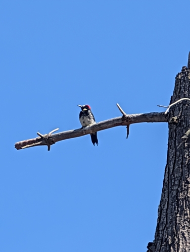 Acorn Woodpecker observed by johnsayers