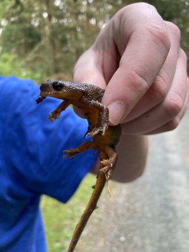 Rough-skinned Newt observed by aula1