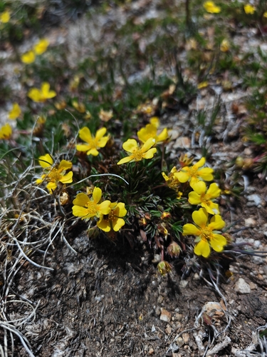 Potentilla sierrae-blancae
