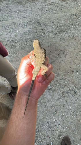 iNaturalist observation photo of Great Basin Fence Lizard