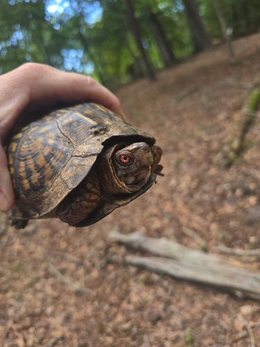 Eastern Box Turtle